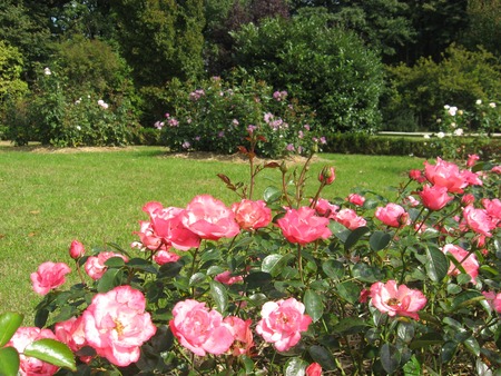 Vir: botanični vrt Univerze v Mariboru